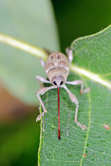 Beetle of Acorn weevil Curculio glandium on oak a leaf. The larvae develop in the glans
