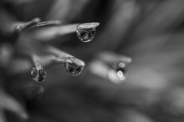 drop of water