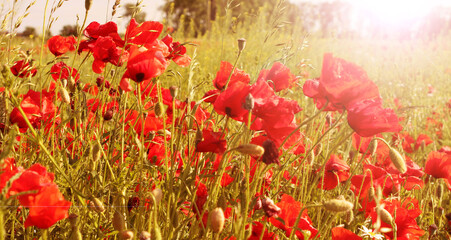 Fototapeta na wymiar red poppies in the field sunny day