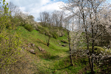 tree in spring near Olomouc, Czech republic