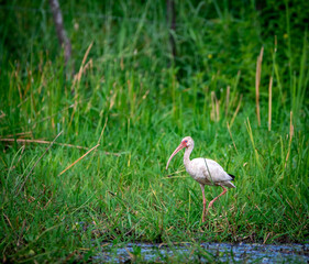 Eudocimus albus