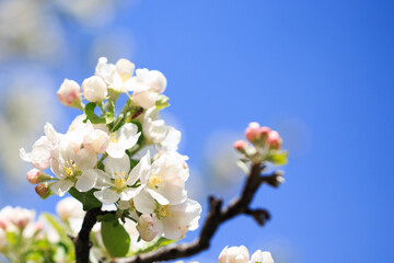 Apple blossoms over blurred nature background. Spring flowers. Spring Background.