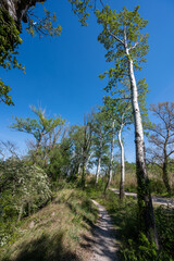 Bouleaux au bord d'un lac
