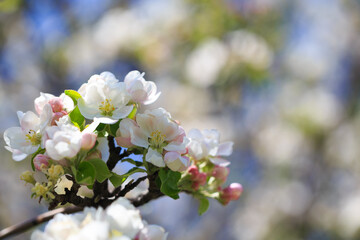 Apple blossoms over blurred nature background. Spring flowers. Spring Background.