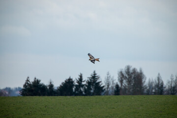 Rotmilan Milvus Milvus Greifvogel Jagd 