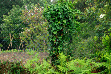 Vegetation in an urban park
