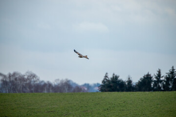 Rotmilan Milvus Milvus Greifvogel Jagd 