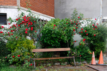 Fototapeta na wymiar Bench in a garden
