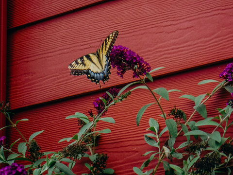 Yellow and black monarch butterfly resting on flower against red wall