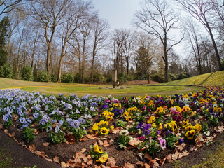 Feuerwehrgräber auf dem Ohlsdorfer Friedhof. Blumenbeete mit Stiefmütterchen (Viola wittrockiana)
