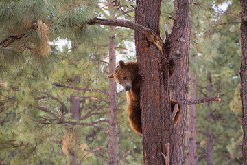 brown bear cub climbing a tree © Billy Bateman