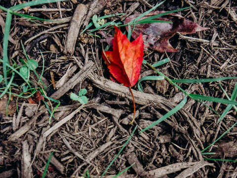 red leaf resting in grass and wooden sticks 