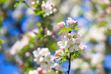 Apple blossoms over blurred nature background. Spring flowers. Spring Background.