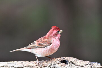 Male Purple finch bird