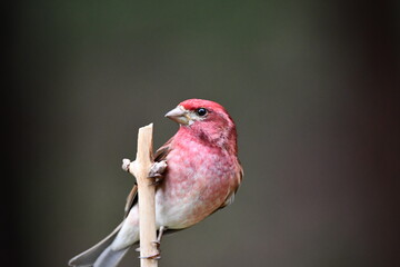 Male Purple finch bird