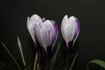 Purple and white crocuses. Bright primroses. The first messengers of spring. Small flowers.