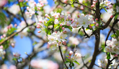 Apple blossoms over blurred nature background. Spring flowers. Spring Background.