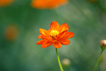 Vibrant Orange Blossom: Nature's Delight