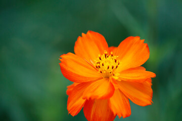 Yellow Cosmos: Vibrant Beauty in Bloom