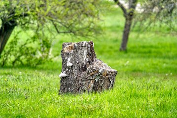 Baumstuck auf gr&uuml;ber Wiese