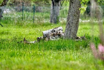 Holzstapel auf gr&uuml;ner Wise neben Baum