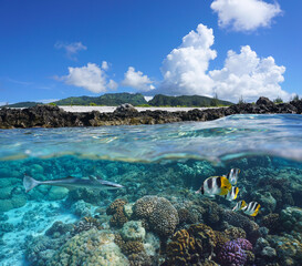 Coral reef with tropical fish and island seashore, split view over and under water surface, south Pacific ocean, French Polynesia, Huahine © dam