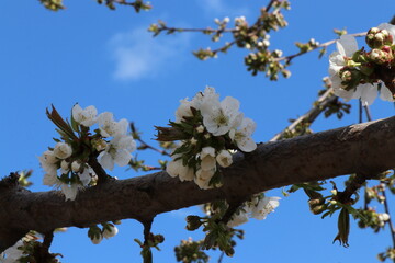Bright white flowers. Apricot, cherry, apple,plum blossom. Fruit trees in the spring. Future fruits
