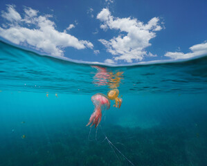 Seascape with jellyfish in the sea and blue sky with cloud, split view over and under water surface, Mediterranean © dam