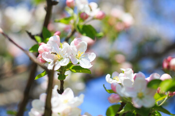 Apple blossoms over blurred nature background. Spring flowers. Spring Background.