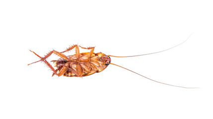 death cockroach on white background.