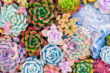 Miniature succulent plants (succulent cactus) at the garden