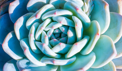 Miniature succulent plants (succulent cactus) at the garden