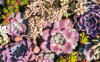 Miniature succulent plants (succulent cactus) at the garden