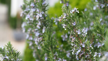 Rosmarinzweig blühend