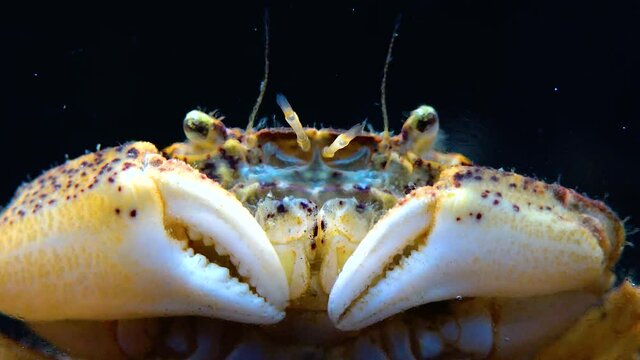 Black Sea, Invasive crab, invader Rhithropanopeus harrisii (Zuiderzee crab, dwarf crab, estuarine mud crab)