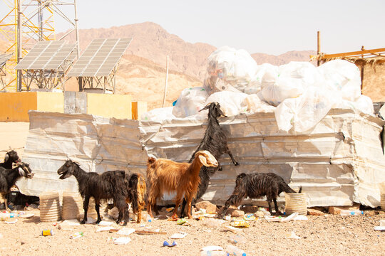 Bedouin goats near the garbage can in the desert in Africa in Egypt