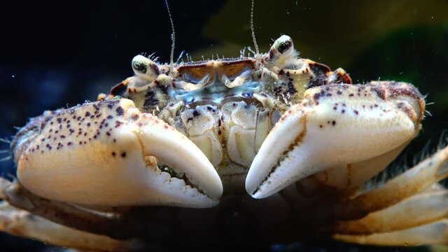 Black Sea, Invasive crab, invader Rhithropanopeus harrisii (Zuiderzee crab, dwarf crab, estuarine mud crab)