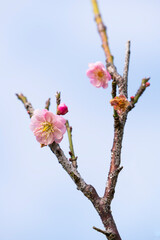 pink plum bloossom in garden