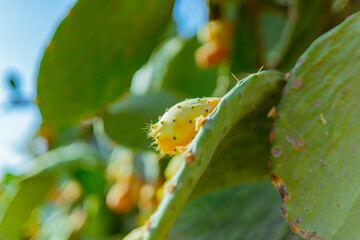 地中海キプロス島のカクタスペア (prickly pear/Indian fig/Tuna)