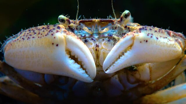 Black Sea, Invasive crab, invader Rhithropanopeus harrisii (Zuiderzee crab, dwarf crab, estuarine mud crab)