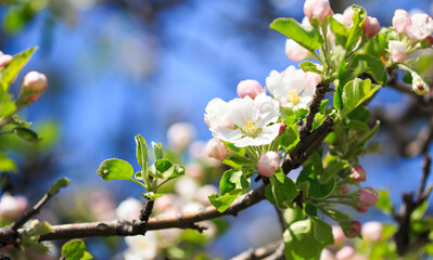 Apple blossoms over blurred nature background. Spring flowers. Spring Background.