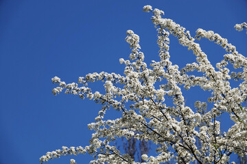Cherry plum tree in spring flowers bloom