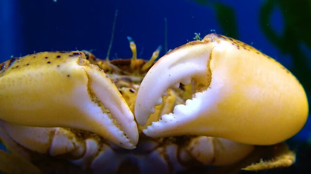 Black Sea, Invasive crab, invader Rhithropanopeus harrisii (Zuiderzee crab, dwarf crab, estuarine mud crab)