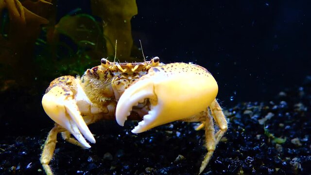 Black Sea, Invasive crab, invader Rhithropanopeus harrisii (Zuiderzee crab, dwarf crab, estuarine mud crab)