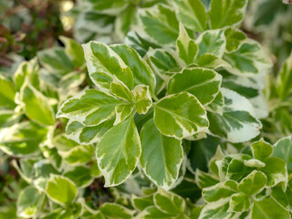 Variegated leaves of a Japanese spindle tree