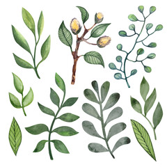 Set of green twigs isolated on white background.