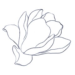 Outline illustration of a magnolia flower, side view coloring on a white background