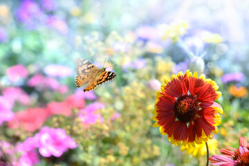 Schmetterling 871