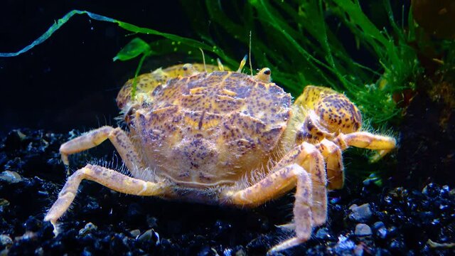 Black Sea, Invasive crab, invader Rhithropanopeus harrisii (Zuiderzee crab, dwarf crab, estuarine mud crab)