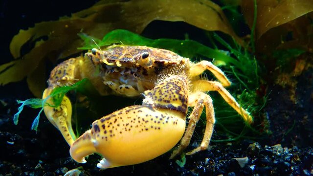 Black Sea, Invasive crab, invader Rhithropanopeus harrisii (Zuiderzee crab, dwarf crab, estuarine mud crab)